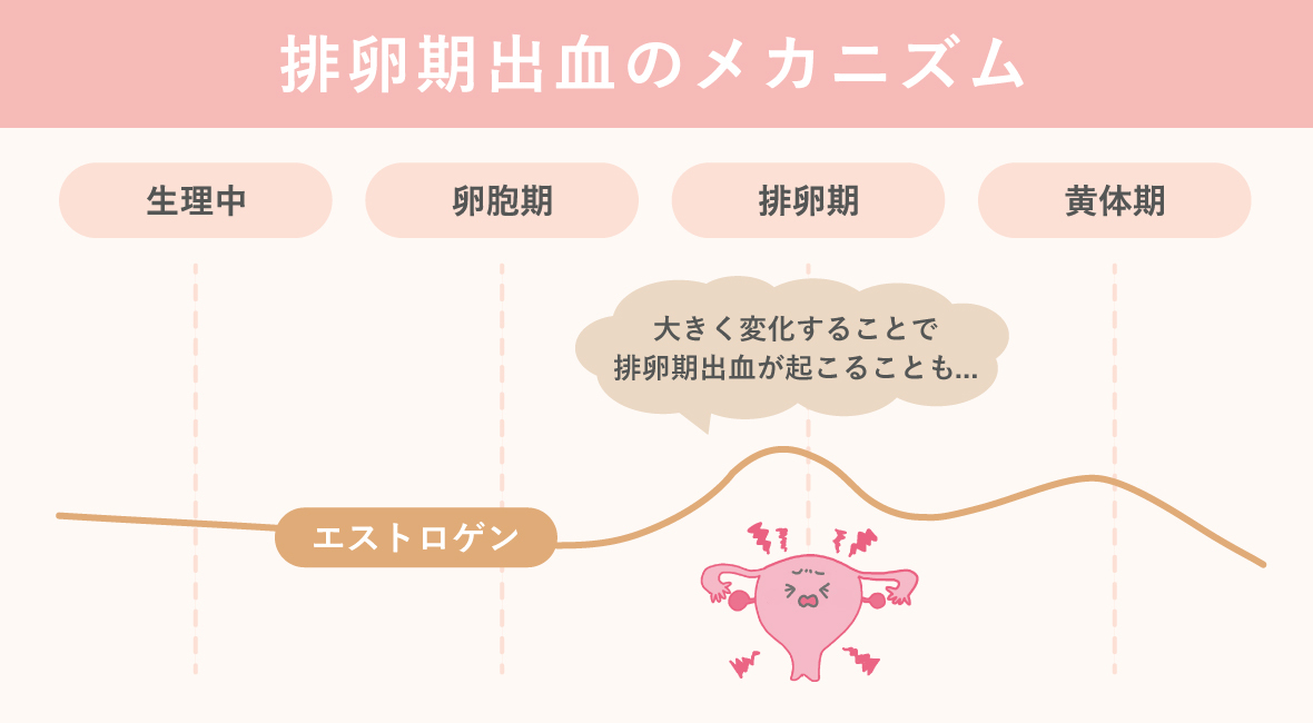 排卵出血のメカニズム