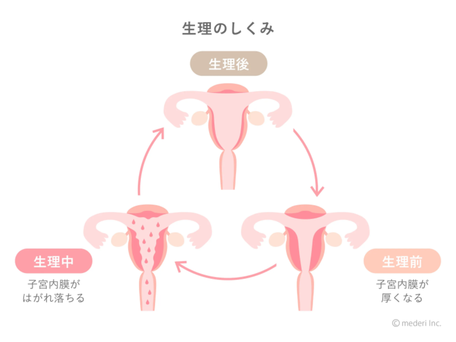 生理のしくみのイメージ