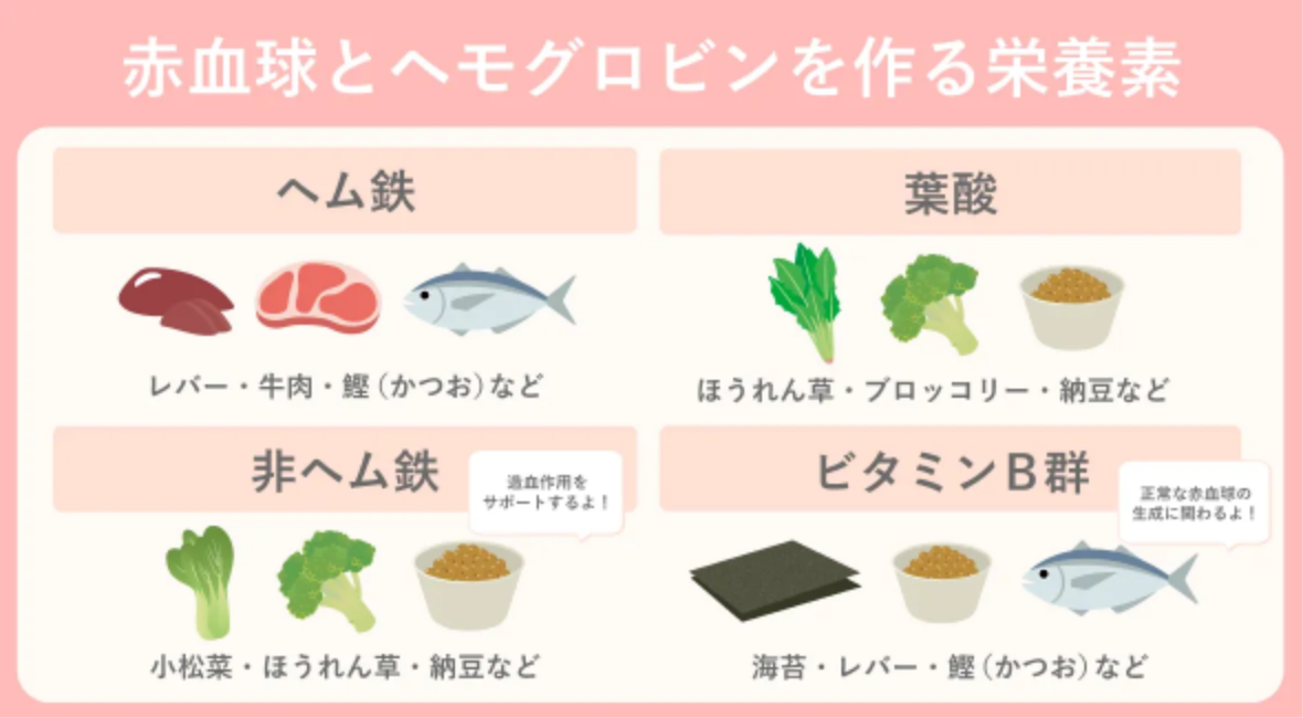 赤血球とヘモグロビンを作る栄養素のイメージ
